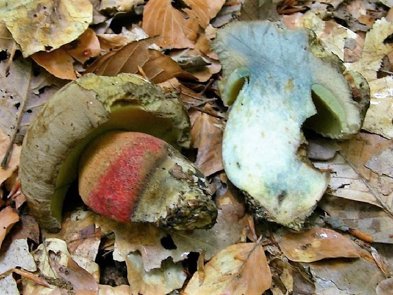 136 Da determinare bosco misto di latifoglia 530 m s.l.m